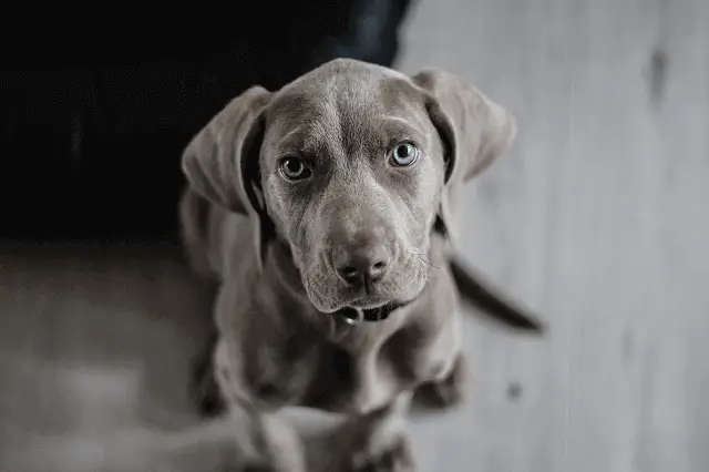 Assurance Animaux