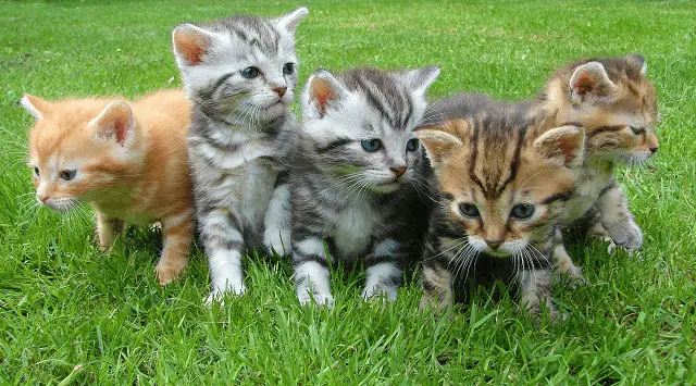 Les garanties de la Mutuelle Animaux